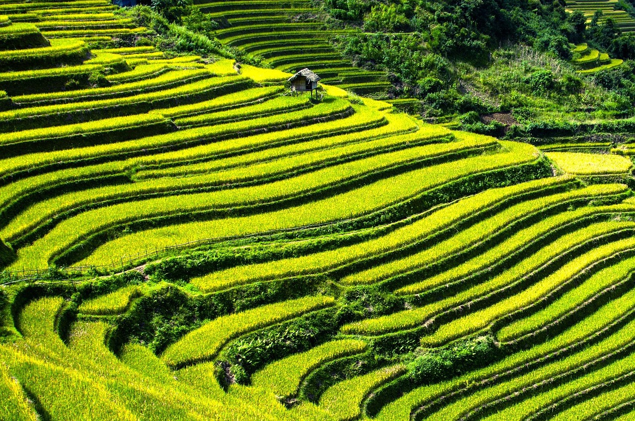 publicdomainpictures-rice-terraces-164410_1280.jpg
