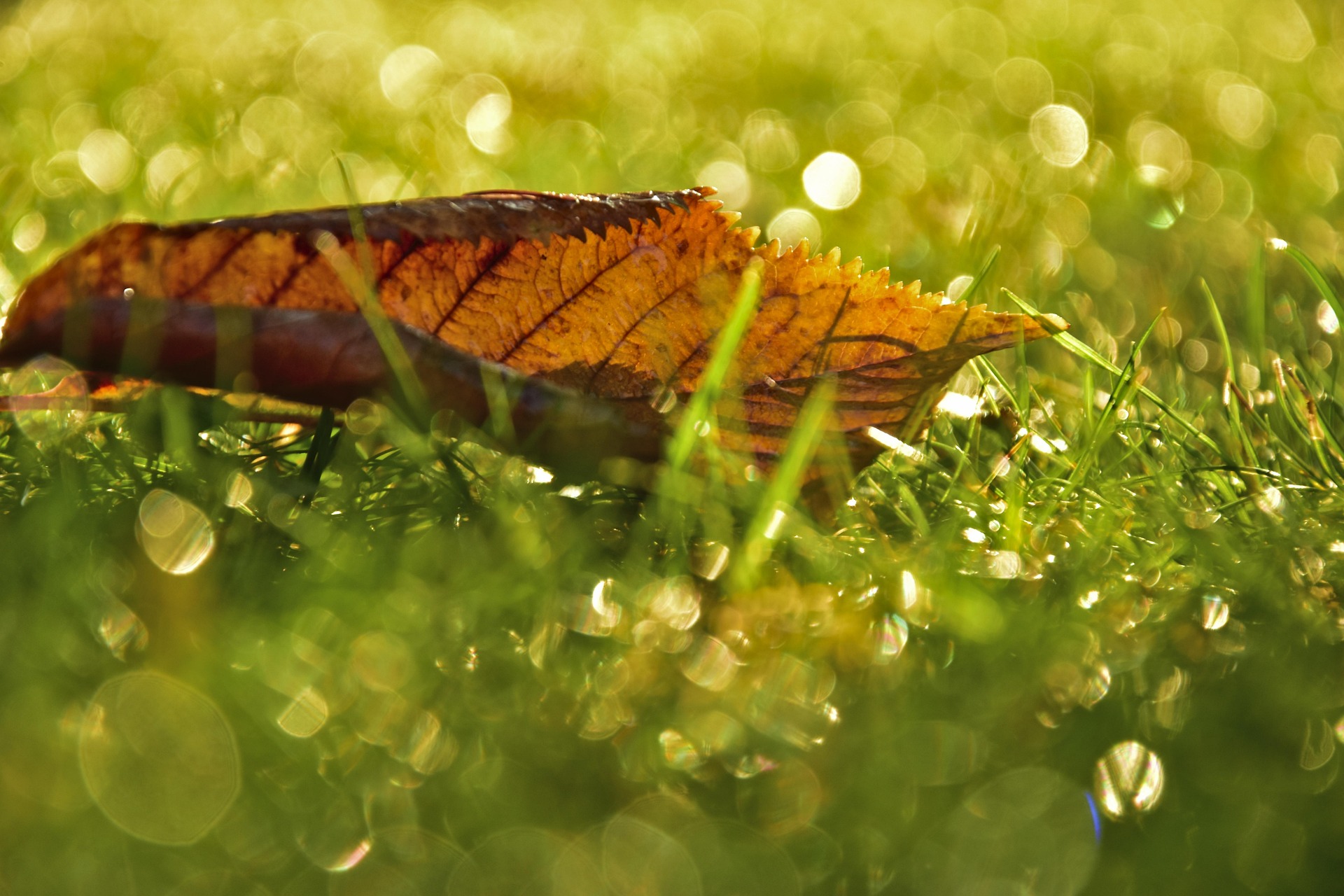peggychoucair-leaf-4644608_1920.jpg peggychoucair-leaf-4644608_1920.jpg